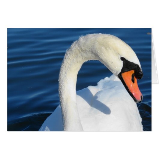 Swan (Voorkant Horizontaal)