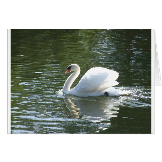 Swan (Voorkant Horizontaal)