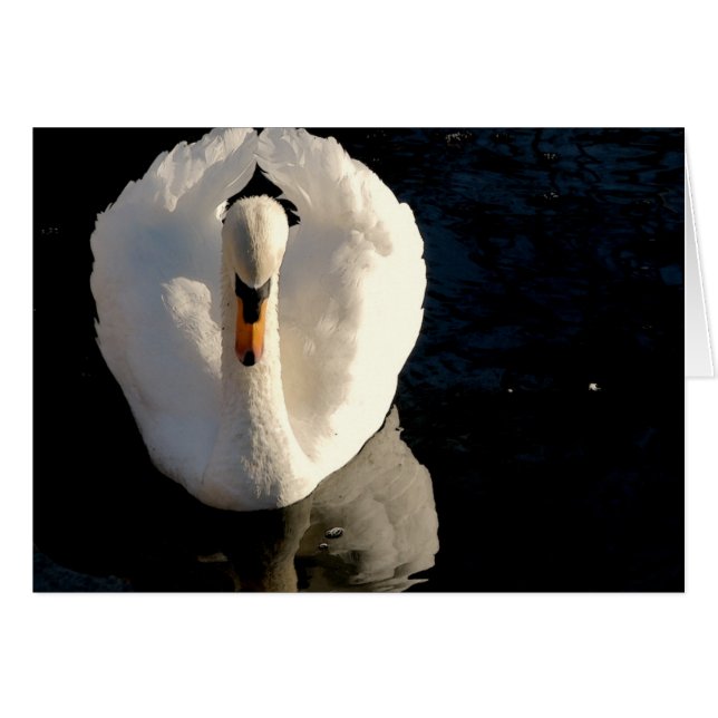 Swan (Voorkant Horizontaal)