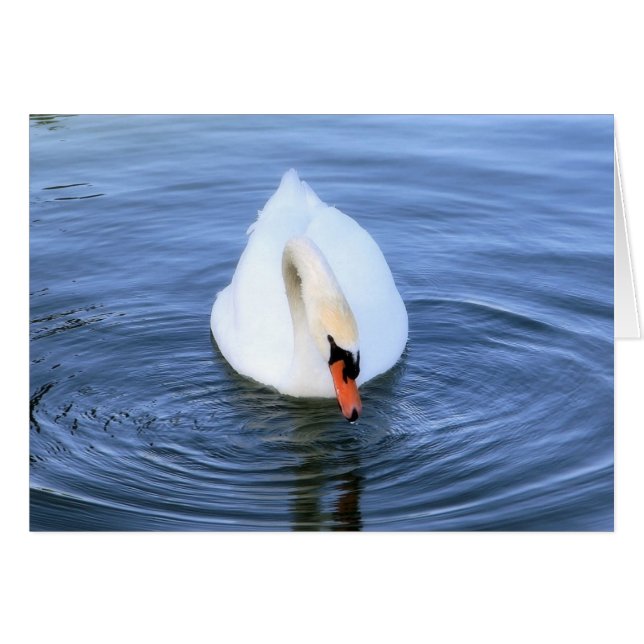 Swan #2 (Voorkant Horizontaal)