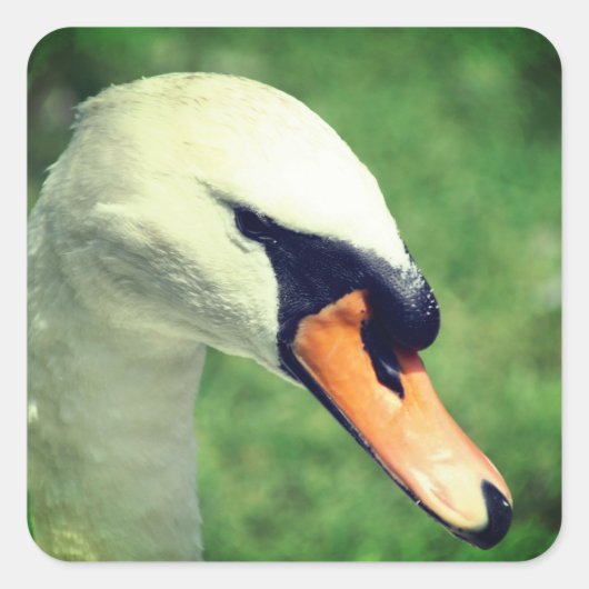 Swan Animal Natuur Vierkante Sticker (Voorkant)