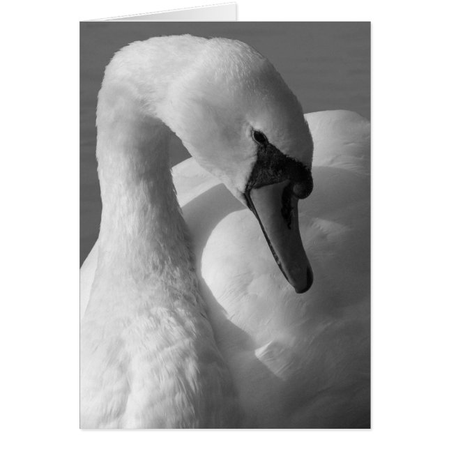 Swan B&W (Voorkant)