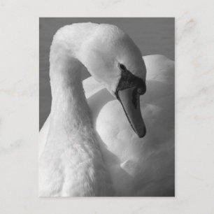 Swan B&W Briefkaart