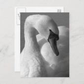 Swan B&W Briefkaart (Voorkant / Achterkant)