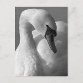 Swan B&W Briefkaart (Voorkant)