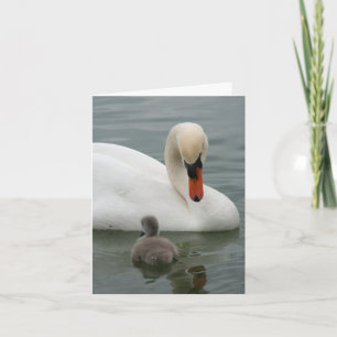 Swan Baby aankondiging