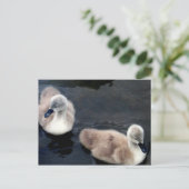 Swan Baby's - briefkaart (Staand voorkant)