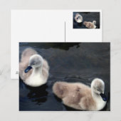 Swan Baby's - briefkaart (Voorkant / Achterkant)