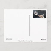 Swan Baby's - briefkaart (Achterkant)