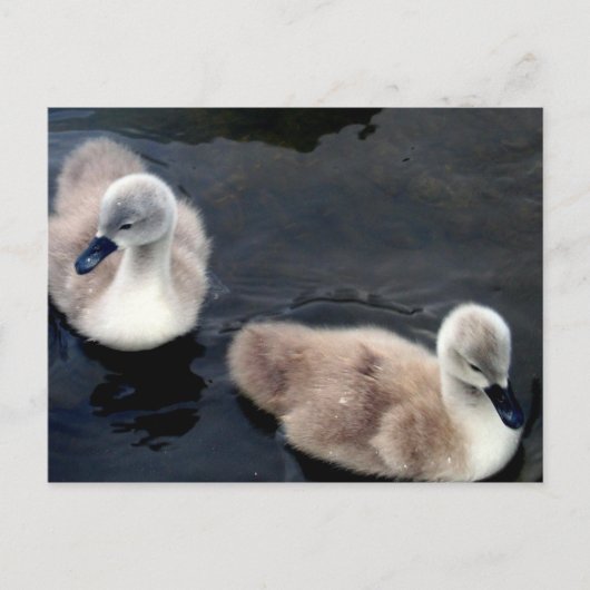 Swan Baby's - briefkaart (Voorkant)