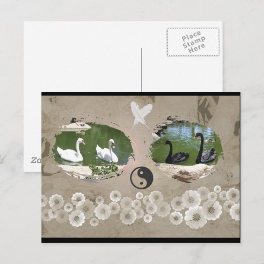 Swan Balance Briefkaart (Voorkant / Achterkant)