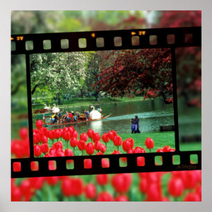 Swan Boats en Red Tulips Poster