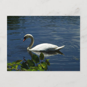 Swan Briefkaart