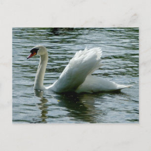 Swan Briefkaart
