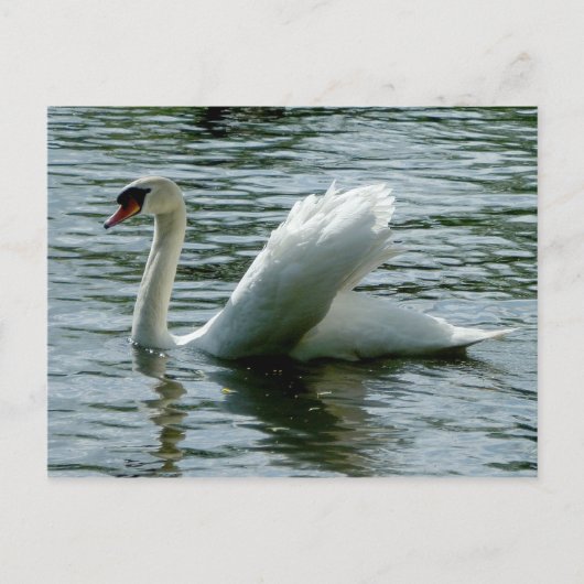 Swan Briefkaart (Voorkant)