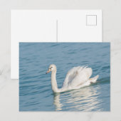 Swan Briefkaart (Voorkant / Achterkant)