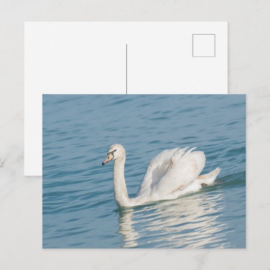 Swan Briefkaart (Voorkant / Achterkant)
