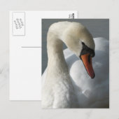 Swan Briefkaart (Voorkant / Achterkant)