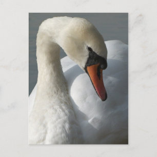 Swan Briefkaart