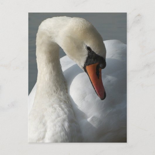Swan Briefkaart (Voorkant)