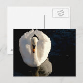 Swan Briefkaart (Voorkant / Achterkant)