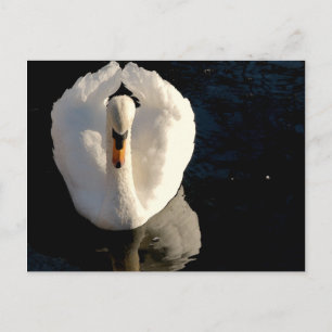 Swan Briefkaart