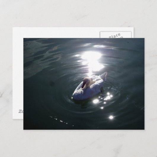 Swan Briefkaart (Voorkant / Achterkant)