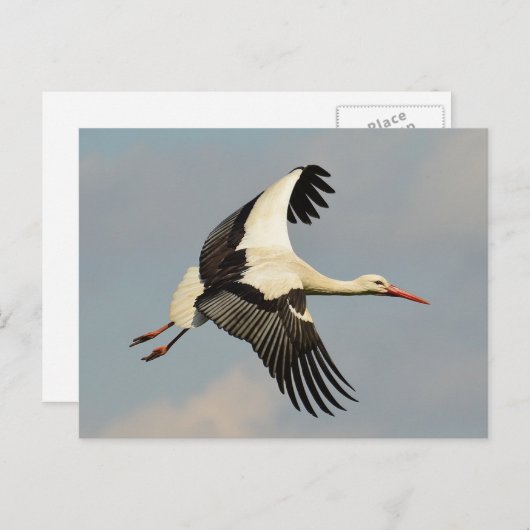 Swan Briefkaart (Voorkant / Achterkant)