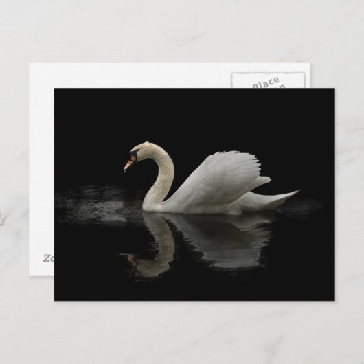 Swan Briefkaart (Voorkant / Achterkant)