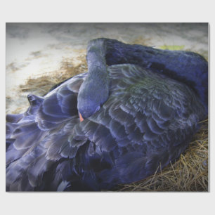 Swan Cadeaupapier
