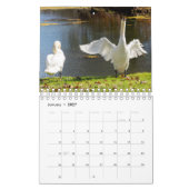 Swan Calendar Kalender (Jan 2027)