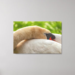 Swan Canvas Afdruk