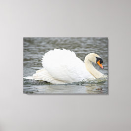 Swan Canvas Afdruk