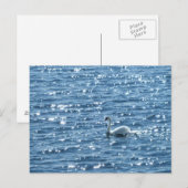 Swan, Cardiff Bay, Cardiff Briefkaart (Voorkant / Achterkant)