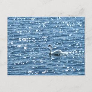 Swan, Cardiff Bay, Cardiff Briefkaart