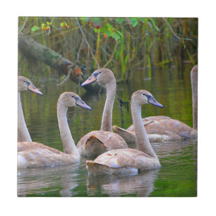 Swan Ceramic Tegel Tegeltje