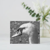 Swan Close-up. Roath Park Lake, Cardiff, Wales Briefkaart (Staand voorkant)