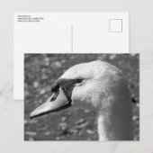 Swan Close-up. Roath Park Lake, Cardiff, Wales Briefkaart (Voorkant / Achterkant)