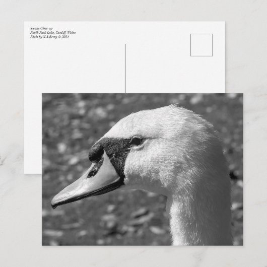 Swan Close-up. Roath Park Lake, Cardiff, Wales Briefkaart (Voorkant / Achterkant)