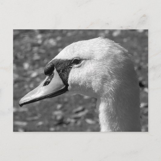 Swan Close-up. Roath Park Lake, Cardiff, Wales Briefkaart (Voorkant)