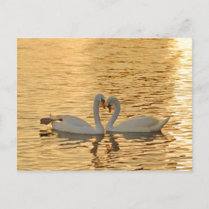 Swan Couple Meeting at Sunset Photography Briefkaart