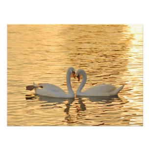 Swan Couple Meeting at Sunset Photography Foto Afdruk