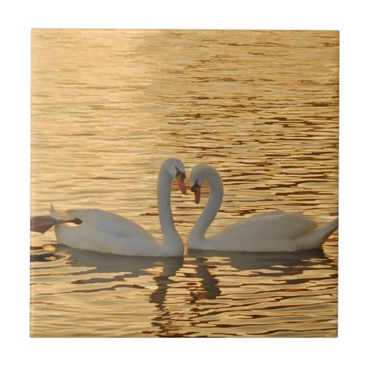 Swan Couple Meeting at Sunset Photography Tegeltje (Voorkant)