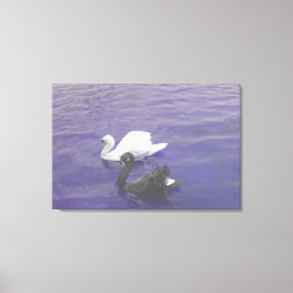 Swan Couple op een meer Canvas Afdruk