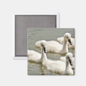 Swan Cygnets Swimming Magneet (Voorkant / Achterkant)