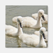 Swan Cygnets Swimming Magneet (Voorkant)