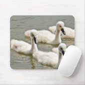 Swan Cygnets Swimming Muismat (Met muis)
