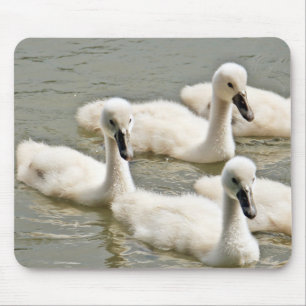 Swan Cygnets Swimming Muismat