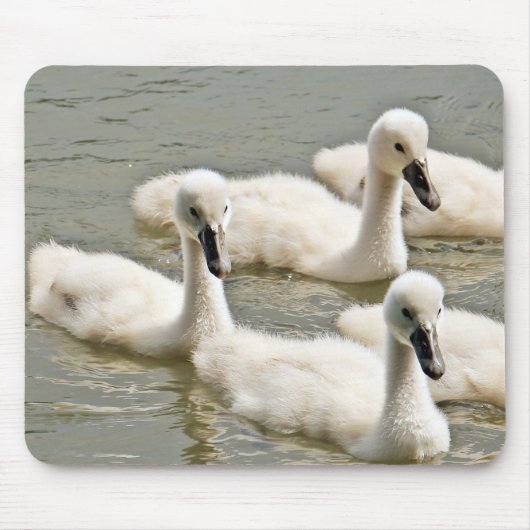 Swan Cygnets Swimming Muismat (Voorkant)