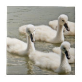 Swan Cygnets Swimming Tegeltje (Voorkant)